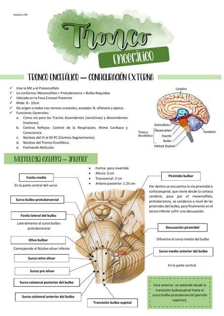 Tronco Encefálico Walthers Ñiquen Pacherrez uDocz