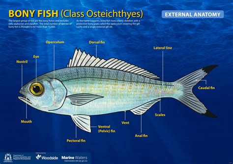 Poster: Bony Fish - External Anatomy (simple) • Department of Primary ...