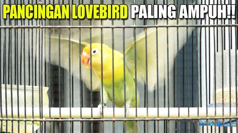 Suara Burung Lovebird Ngekek Panjang Paling Ampuh Untuk Labet Makin