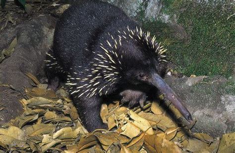 Attenborough’s Long-Beaked Echidna: Critically Endangered Species of New Guinea