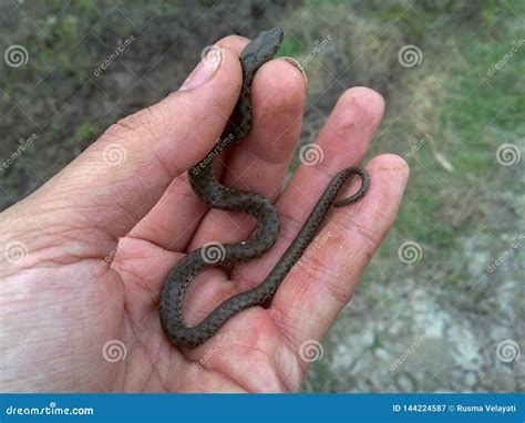 Snake Hand Art Stock Photography 169532198