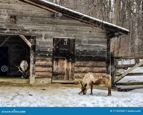 Brown Caribou with Large Antlers at Zoo Editorial Image - Image of ...