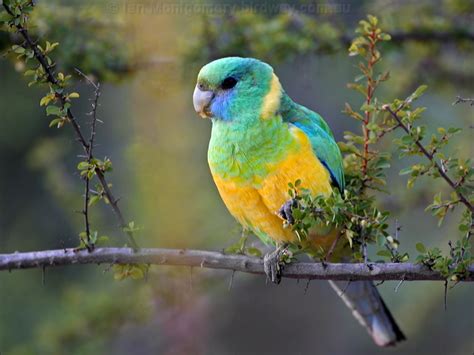 Australian ringneck - Alchetron, The Free Social Encyclopedia