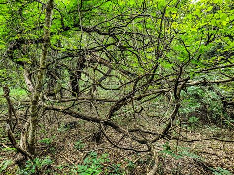 Tangled Smithsonian Photo Contest Smithsonian Magazine