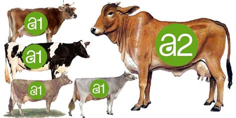 a1 vs a2 cows milk benefits side effects - Desi CowPedia.In