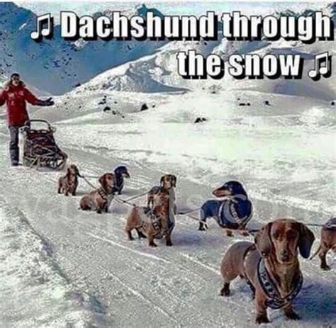 ? Dachshund through the snow ? – Wag Pet Boutique