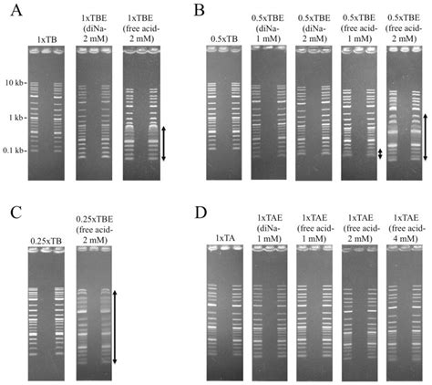 Agarose Gel Electrophoresis Of G4 Dna And Its Annealing To 54 Off