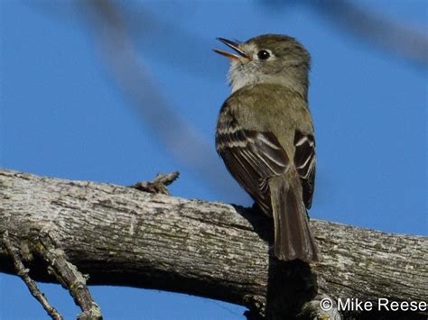 Atlas Photo Gallery Least Flycatcher Wisconsin Society For Ornithology