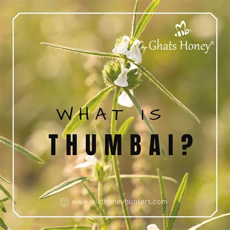 Thumbai — What Is Thumbai — The Highly Medicinal Plant Wild Honey