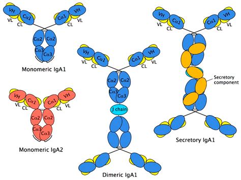 IgA Antibody Structure