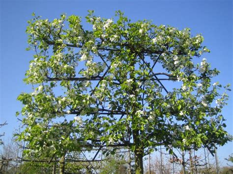 Leiboom Pyrus Calleryana Chanticleer Leisierpeer Onlineplantenshop Nl