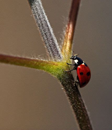 Macro Closeups Ladybug Ladybird Photo Album