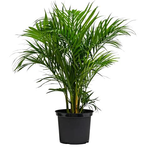 Butterfly Palm (M1) in Nursery Pot – Shopleaf Plant Studio