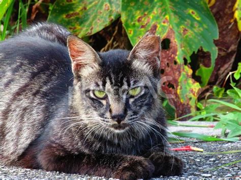 ワイルドイケメン野良猫ちゃん カメラ目線 No 5169010｜写真素材なら「写真ac」無料（フリー）ダウンロードok