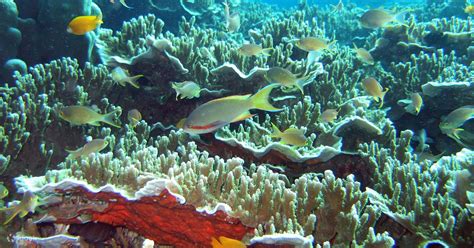 Pescador Island Hopping Private Tour Dengan Sewa Kapal Di Moalboal