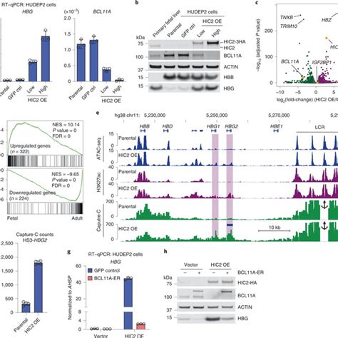 HIC2 And GATA1 Compete For Binding At The BCL11A 55 Enhancer A