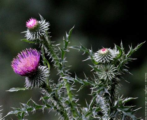 Иринка Родионова | Thistle, Plants, Garden