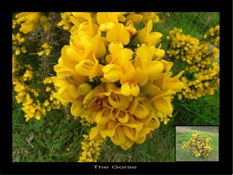 The Gorse Bush ........ by taramara on DeviantArt