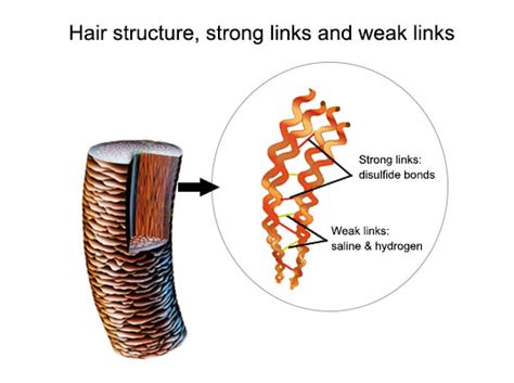 Curl Chemistry A Curlerful Mind