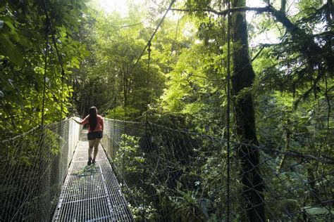 Arenal National Park Hanging Bridges Small Group Tour GetYourGuide