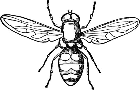 House Fly Clipart Black And White Clip Art Library