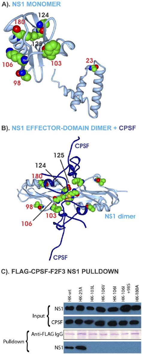 Ns1 Three Dimensional Maps Of Mouse Adaptive Mutations And Effects On