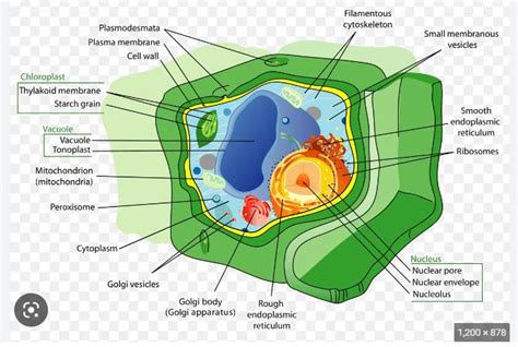 Use The Drop Down Menus To Identify The Labeled Organelles In The Plant