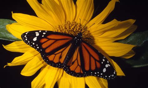 Species Spotlight Monarch Butterfly Pages Wwf