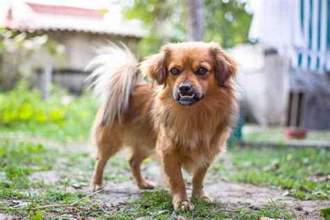 Tibetan Spaniel Dog - Profile | Facts | Care | Traits | Feeding - Dog Dwell