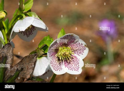 Spotted Hellebore Flower Winter Lenten Rose Helleborus Orientalis