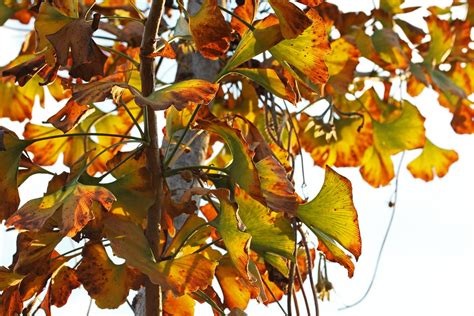 Ginkgo Biloba Tree Maidenhair Free Photo On Pixabay