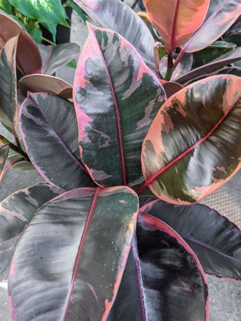 How to care for your stunning variegated rubber plant!