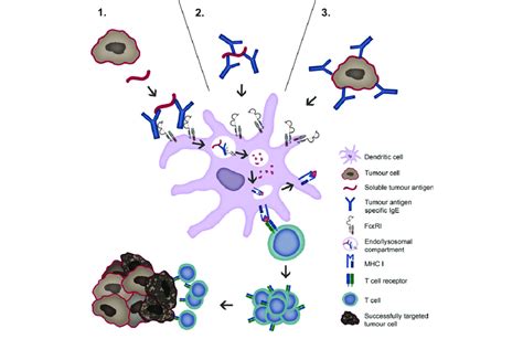 Tumour Antigen Uptake And Presentation By Dendritic Cells Recruits