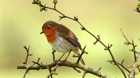 Robin On A Branch. HD desktop wallpaper : Widescreen : High Definition ...