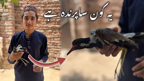 Ajj Humne Ajjeb Sa Bird Pakra Or Azad Kar Diya🥰 Youtube