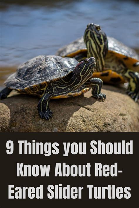 Things You Should Know About Red Eared Slider Turtles Red Eared