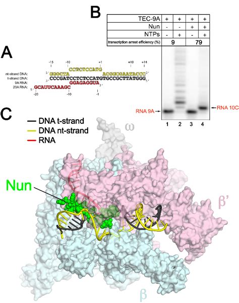 Figure 1 From Structural Basis Of Transcription Arrest By Coliphage