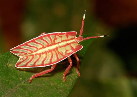 Giant Shield Bug Nymph Tessaratomidae Pu Er Yunnan Chi Flickr