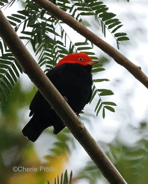 Backyard Birding In Merida Yucatan And Beyond Smorgasbirds In Both