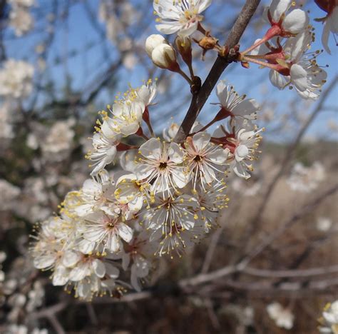 American Wild Plum | Glen Arboretum