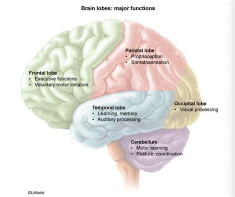 Chapter 3 Neuroscience Flashcards Quizlet