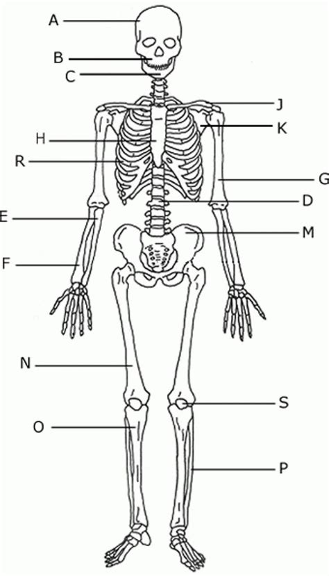 Bone Cell Structure Blank Diagram Periosteum Clipart 20 Free