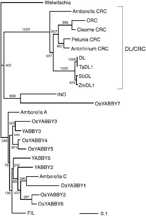 Phylogenetic Analysis Of Yabby Genes The Tree Was Constructed On The Download Scientific