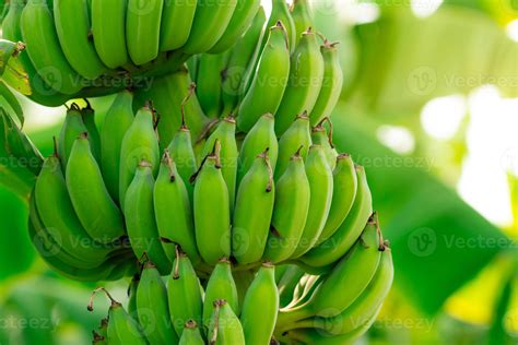 Closeup Bunch Of Raw Green Cultivated Bananas In The Banana Garden