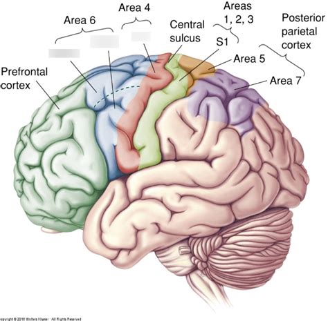 Upper Motor Neurons Diagram Quizlet