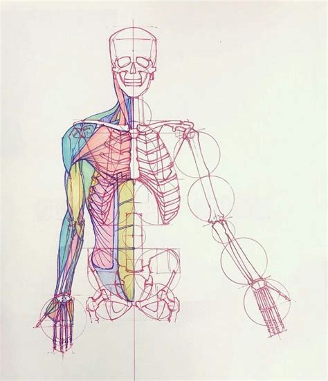 Pin By Pisacuello Armando On Antropometria Mia Human Anatomy Drawing