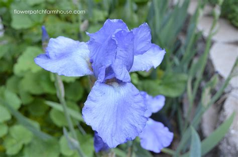 May 13th Garden Walk Flower Patch Farmhouse