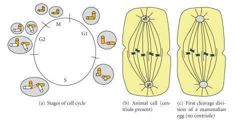 Centriole Cell Cycle