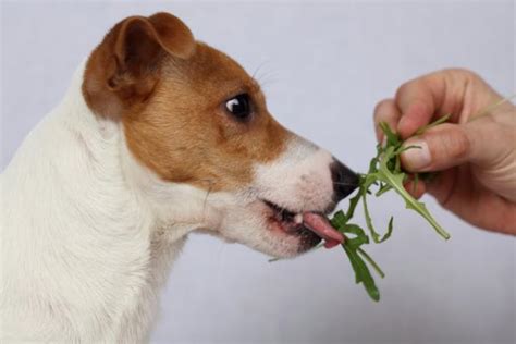 Que Le Puedo Dar A Mi Perro Para El Estrenimiento