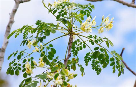 Moringa Oleifera Leaves